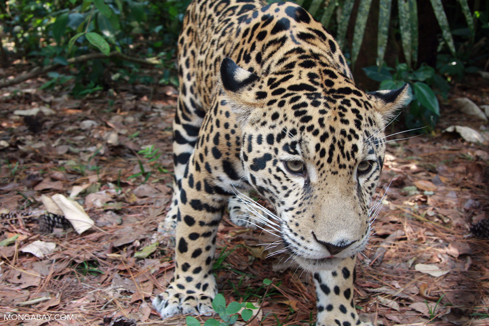 Bay Area Tropical Forest Network – San Francisco Bay Area events ...